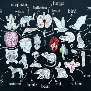 Custom Anatomy Sticker Set: Human Animal Anatomical Skeleton, Medical Doctor Science Biology Halloween Gift image 3