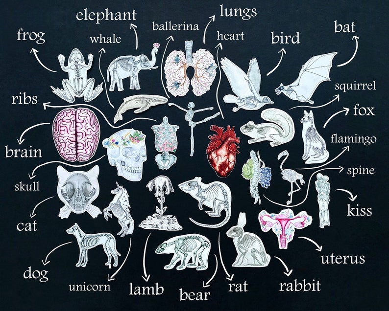 May include: A black background with white outlines of various animals and organs. The animals include a frog, elephant, whale, ballerina, bird, bat, squirrel, fox, flamingo, cat, dog, unicorn, lamb, bear, rat, and rabbit. The organs include lungs, heart, brain, skull, ribs, spine, kiss, and uterus.