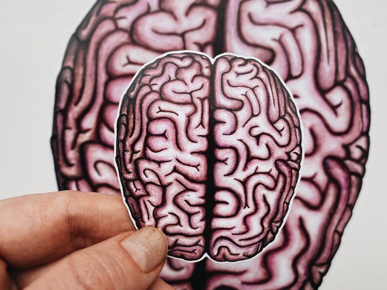 Op de afbeelding: Een close-up van een roze en witte anatomische illustratie van een menselijk brein. De hersenen worden in detail weergegeven, met de plooien en windingen van de hersenschors. De afbeelding is een sticker of print.
