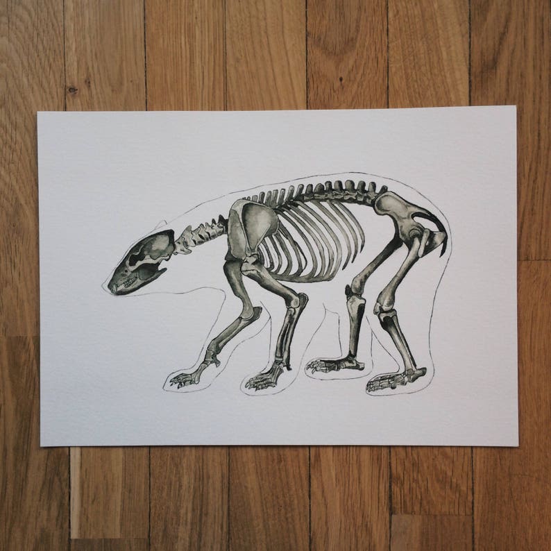 May include: A watercolor illustration of a bear skeleton on a white background. The skeleton is depicted in a walking pose with its head turned to the side.