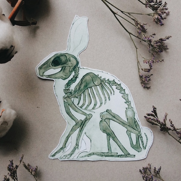 Rabbit Skeleton - Etsy