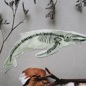 Sticker squelette de baleine : art de l'anatomie d'animal marin - vinyle blanc et transparent