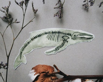 Whale Skeleton Sticker: Sea Animal Anatomy Art - White and Transparent Vinyl