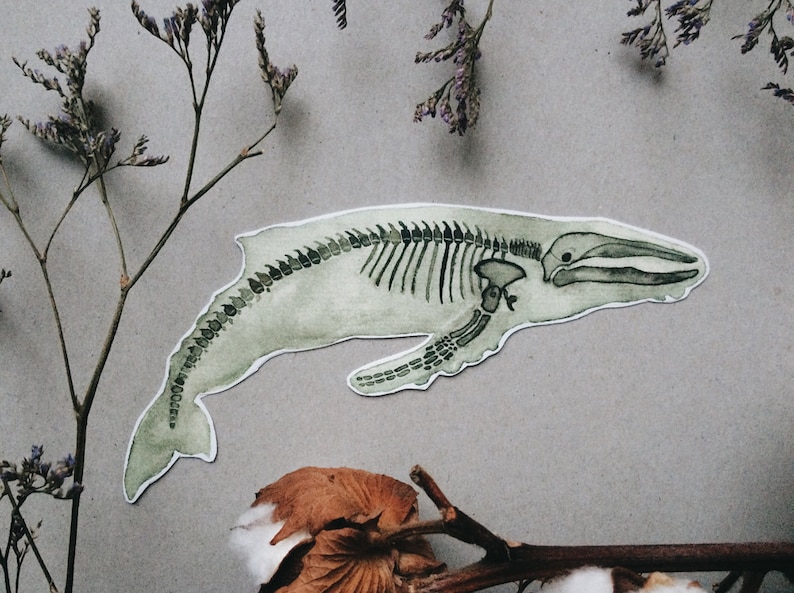 Pode incluir: Uma ilustra&ccedil;&atilde;o em aquarela de um esqueleto de baleia, pintada em tons de verde e branco. A baleia &eacute; representada em uma pose de nata&ccedil;&atilde;o, com suas costelas, coluna vertebral e ossos da cauda vis&iacute;veis.