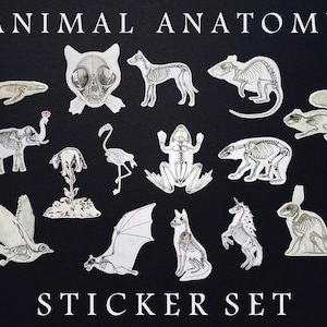 May include: A sticker set featuring 12 different animal skeletons, including a whale, elephant, flamingo, frog, bear, squirrel, cat, bat, unicorn, rabbit, and two birds. The stickers are printed on white paper and have a black background. The text "ANIMAL ANATOMY STICKER SET" is printed at the top and bottom of the image.