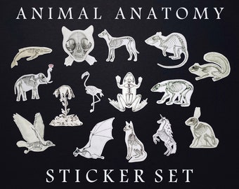 Animal Anatomy Sticker Set: Pack of 15 Skeleton Stickers