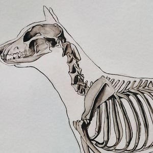 May include: A black and white line drawing of a dog's skeleton, with the skull and spine visible. The dog's head is turned to the side, and the drawing is done in a realistic style.