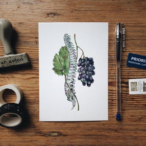 May include: Watercolor illustration of a human spine and a bunch of grapes, with a green leaf, on a white background.