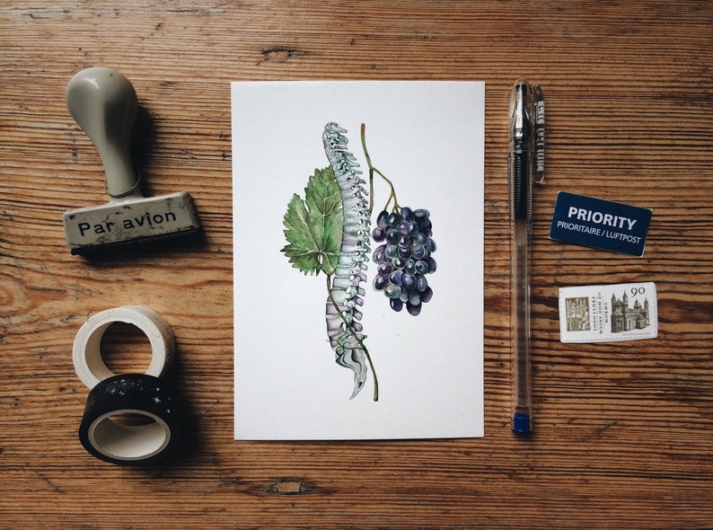 May include: Watercolor illustration of a human spine and a bunch of grapes, with a green leaf, on a white background.