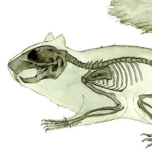 May include: A watercolor illustration of a squirrel skeleton with its fur still intact. The skeleton is visible through the translucent fur, showing the bones of the skull, spine, ribs, and limbs. The squirrel is in a running pose, with its tail raised.