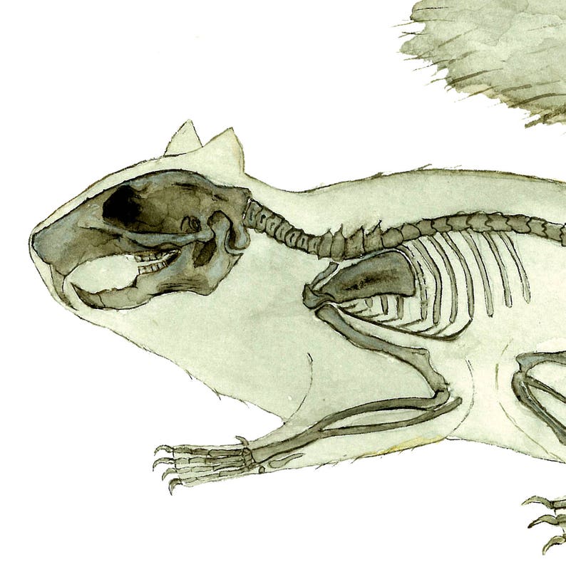 May include: A watercolor illustration of a squirrel skeleton with its fur still intact. The skeleton is visible through the translucent fur, showing the bones of the skull, spine, ribs, and limbs. The squirrel is in a running pose, with its tail raised.