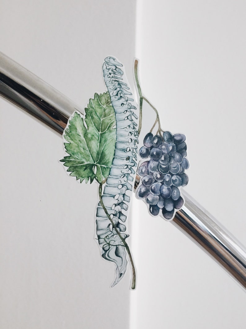 May include: A watercolor illustration of a human spine, a grapevine with green leaves, and a bunch of dark purple grapes.