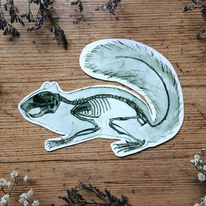 Eichhörnchen Anatomie Skelett Aufkleber: coole Biologie, Zoologie Anatomie Kunst, weiß und transparent Vinyl