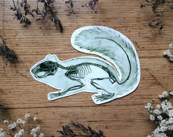 Squirrel Anatomy Skeleton Sticker: Cool Biology, Zoology Anatomy Art, White and Transparent Vinyl