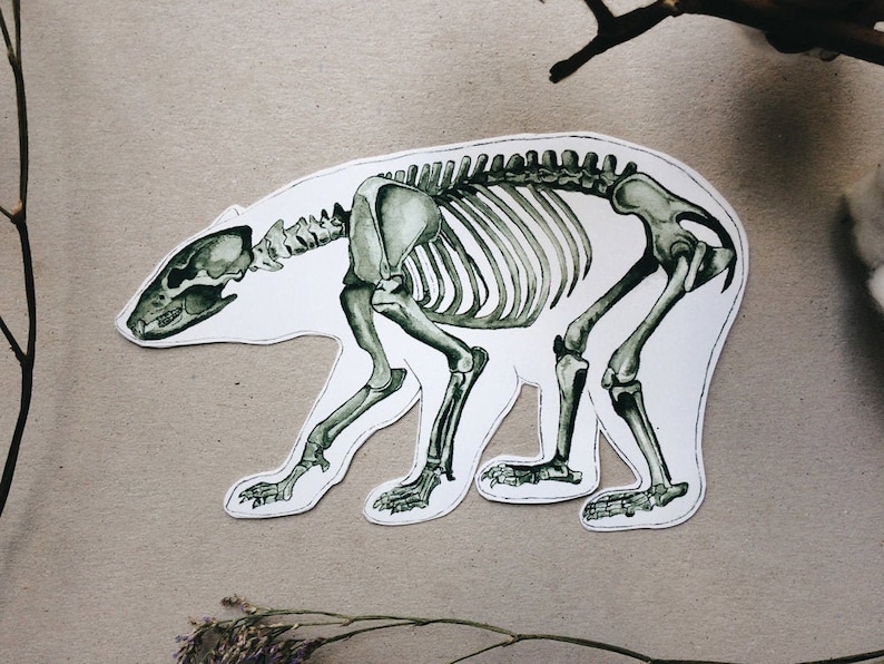 May include: A watercolor illustration of a bear skeleton in a green and white color scheme. The skeleton is depicted in a walking pose, with its head turned to the side.