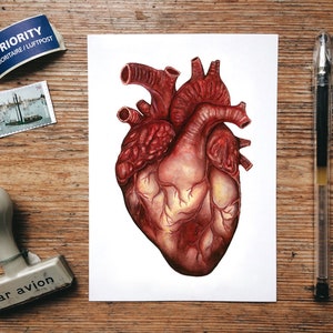 May include: A watercolor painting of a human heart, rendered in shades of red and yellow. The heart is depicted in anatomical detail, with visible chambers and vessels.