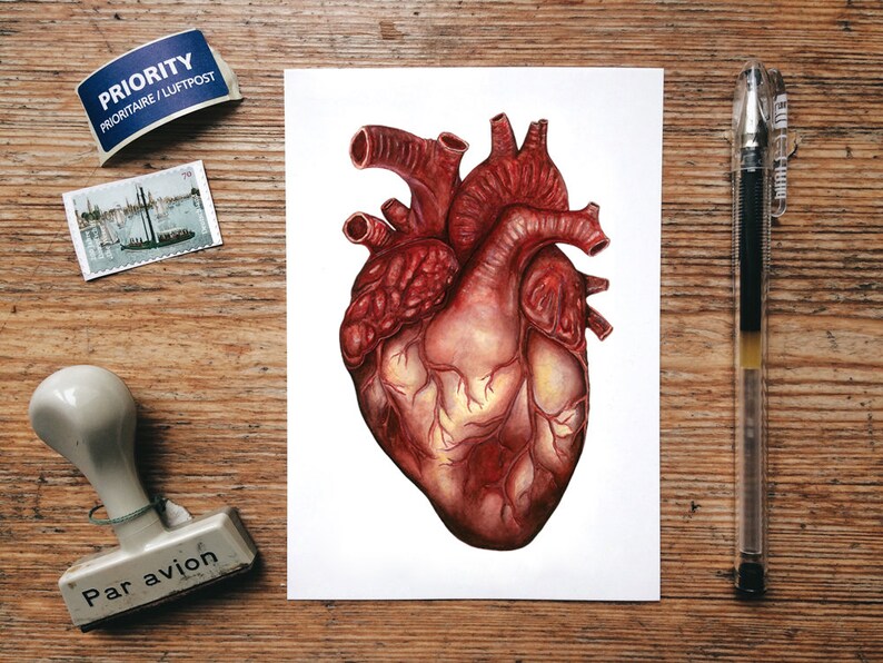 May include: A watercolor painting of a human heart, rendered in shades of red and yellow. The heart is depicted in anatomical detail, with visible chambers and vessels.