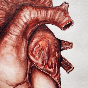 Puede incluir: Una pintura detallada en acuarela de un coraz&oacute;n humano. El coraz&oacute;n se representa en tonos rojos y marrones, con intrincados detalles de las c&aacute;maras y las v&aacute;lvulas. La pintura se realiza sobre un fondo blanco.