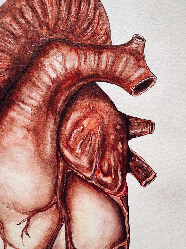 Puede incluir: Una pintura detallada en acuarela de un coraz&oacute;n humano. El coraz&oacute;n se representa en tonos rojos y marrones, con intrincados detalles de las c&aacute;maras y las v&aacute;lvulas. La pintura se realiza sobre un fondo blanco.