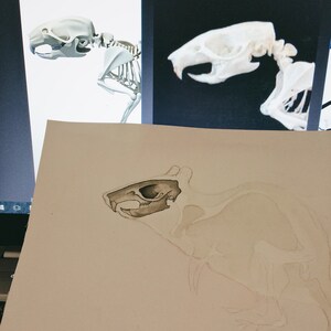 May include: A close-up of a drawing of a rat skeleton. The skull is shaded in grey, and the rest of the skeleton is outlined in white on a beige background.