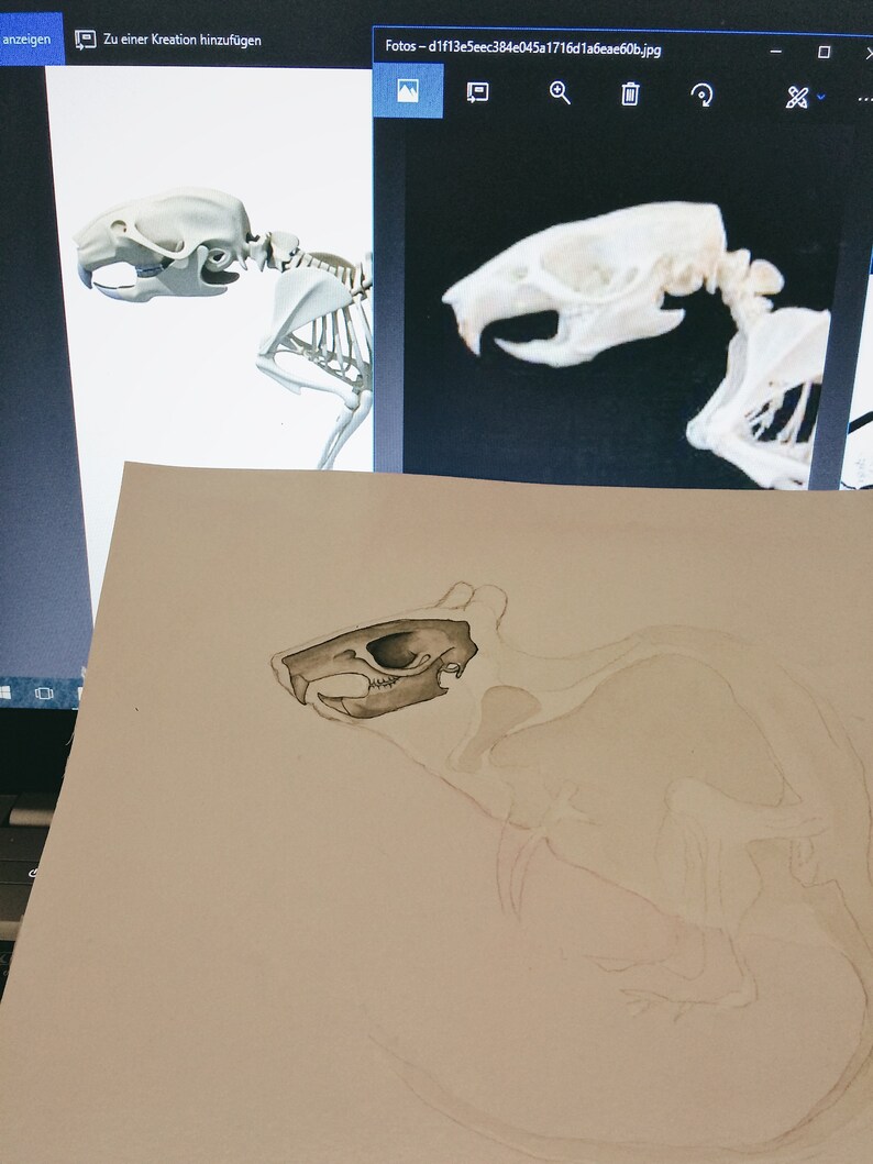 May include: A close-up of a drawing of a rat skeleton. The skull is shaded in grey, and the rest of the skeleton is outlined in white on a beige background.
