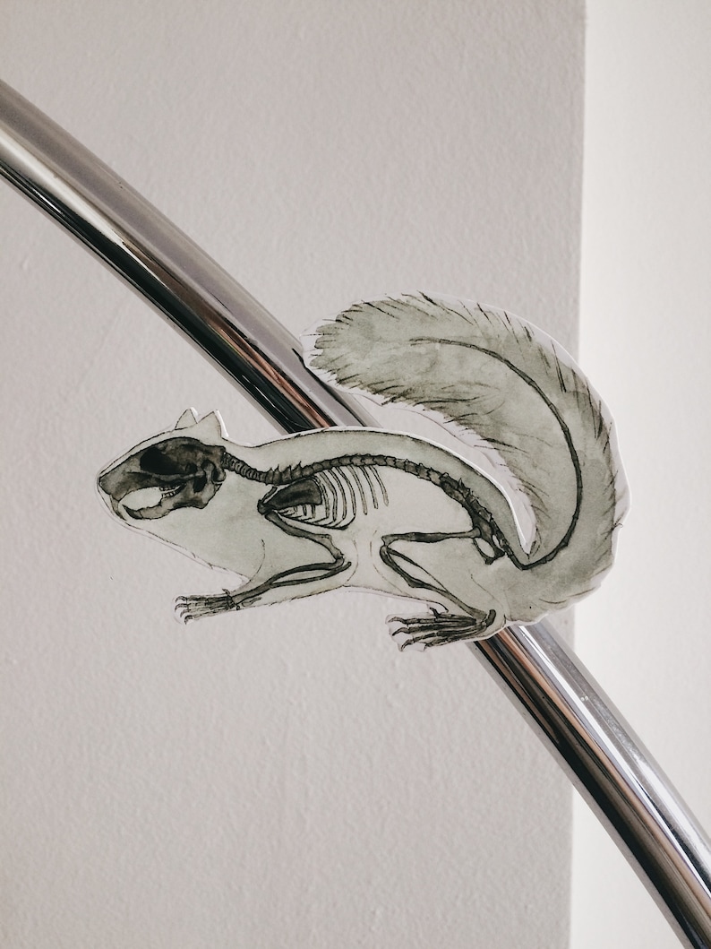 Peut inclure: Une illustration en noir et blanc d'un squelette d'&eacute;cureuil sur une tige m&eacute;tallique argent&eacute;e.