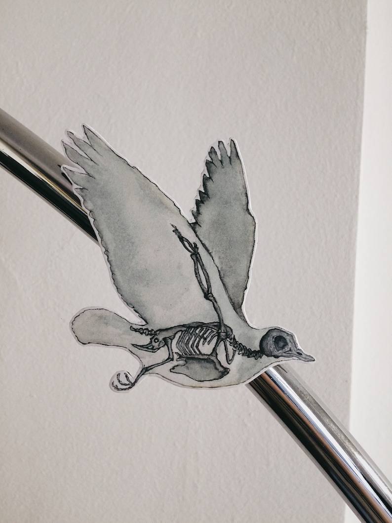 May include: A black and white illustration of a bird with its skeleton visible. The bird is in flight and is perched on a silver metal bar.