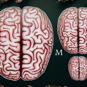 Op de afbeelding: Drie anatomische hersenillustraties in verschillende maten, gelabeld met L, M en S. De illustraties zijn getekend in een realistische stijl met roze en rode tinten op een zwarte achtergrond.