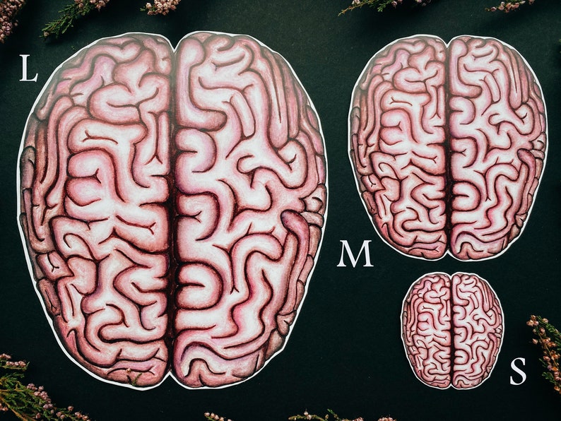 Op de afbeelding: Drie anatomische hersenillustraties in verschillende maten, gelabeld met L, M en S. De illustraties zijn getekend in een realistische stijl met roze en rode tinten op een zwarte achtergrond.