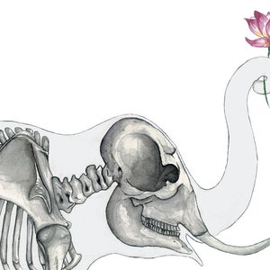 May include: A watercolor illustration of an elephant skeleton with a pink lotus flower on its trunk. The elephant's skull is visible, and the bones are detailed.