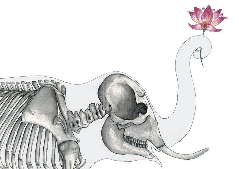 May include: A watercolor illustration of an elephant skeleton with a pink lotus flower on its trunk. The elephant's skull is visible, and the bones are detailed.