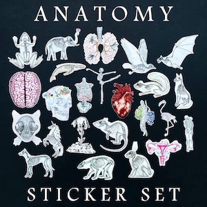 Anatomy Stickers Set: Set of 25 Vinyl Sticker + FREE GIFT, Animal Skeleton, Human Body Biology, Gift for Doctor, Slaps Bumper