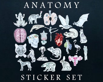 Anatomy Stickers Set: Set of 25 Vinyl Sticker + FREE GIFT, Animal Skeleton, Human Body Biology, Gift for Doctor, Slaps Bumper