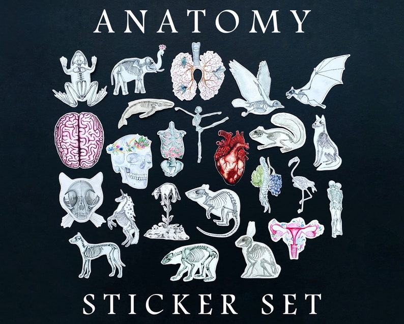 May include: A sticker set featuring anatomical illustrations of various animals, including a frog, elephant, whale, squirrel, cat, unicorn, rabbit, flamingo, and more. The stickers are in black and white with some color accents, and the set is labeled "Anatomy Sticker Set".