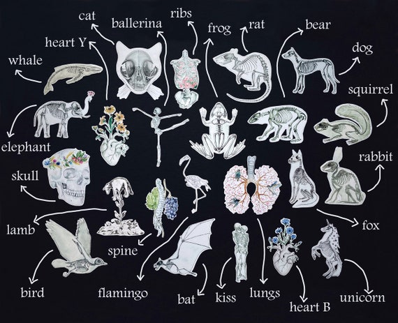 Fox Skeleton Sticker: Anatomy Art, Animal Biology, Vet Laptop Sticker in 3 sizes, White and Transparent Vinyl