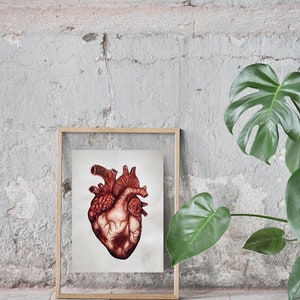 Puede incluir: Una ilustraci&oacute;n anat&oacute;mica de un coraz&oacute;n enmarcada en tonos rojos y marrones, sobre fondo blanco. El marco es de madera natural y tiene un frente de vidrio. La imagen se muestra contra una pared de concreto gris con una planta verde en el fondo.
