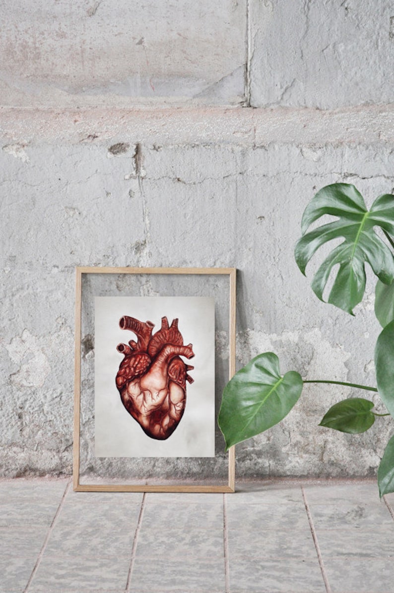Puede incluir: Una ilustraci&oacute;n anat&oacute;mica de un coraz&oacute;n enmarcada en tonos rojos y marrones, sobre fondo blanco. El marco es de madera natural y tiene un frente de vidrio. La imagen se muestra contra una pared de concreto gris con una planta verde en el fondo.