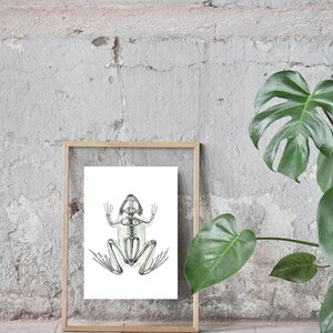 Frog Skeleton Watercolor Print | Green Anatomy Art, Veterinarian Gift image 6