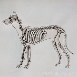 May include: A black and white line drawing of a dog skeleton. The dog is standing on all four legs with its head turned to the side. The drawing is on a white background.