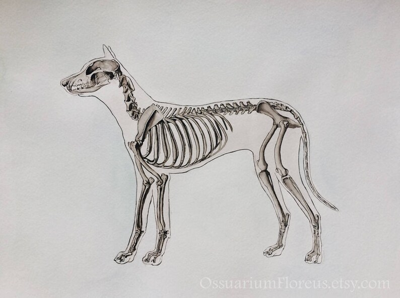 May include: A black and white line drawing of a dog skeleton. The dog is standing on all four legs with its head turned to the side. The drawing is on a white background.