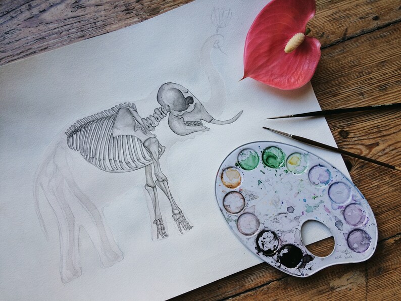 May include: A pencil drawing of an elephant skeleton on white paper with a watercolor palette, paintbrushes, and a pink flower.