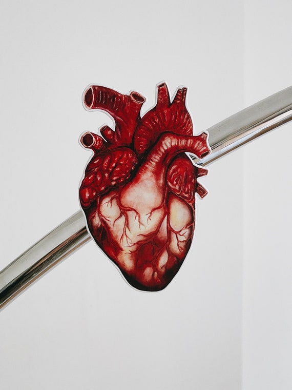 Anatomical Heart Magnets