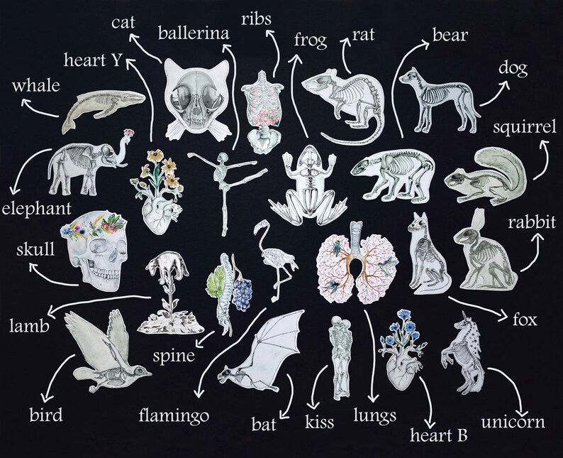 K&ouml;nnte beinhalten: Auf schwarzem Hintergrund befinden sich verschiedene Aquarellillustrationen von Tierskeletten, darunter Katze, Hund und Kaninchen. Weitere Illustrationen zeigen eine menschliche Ballerina, einen Sch&auml;del und ein Herz. Wei&szlig;e Pfeile zeigen auf jede Illustration.
