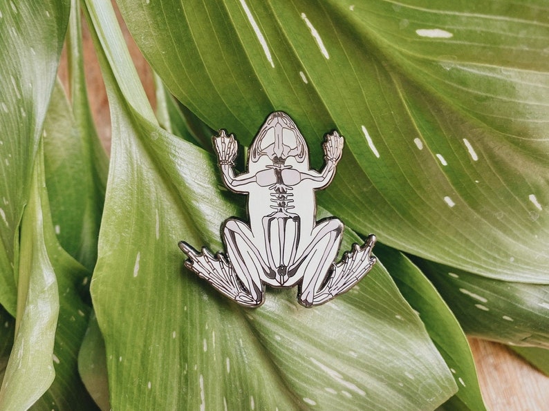 Op de afbeelding: Een witte emaille pin met een skelet van een kikker met een gedetailleerd anatomisch ontwerp. De pin is op een groene bladeren achtergrond.