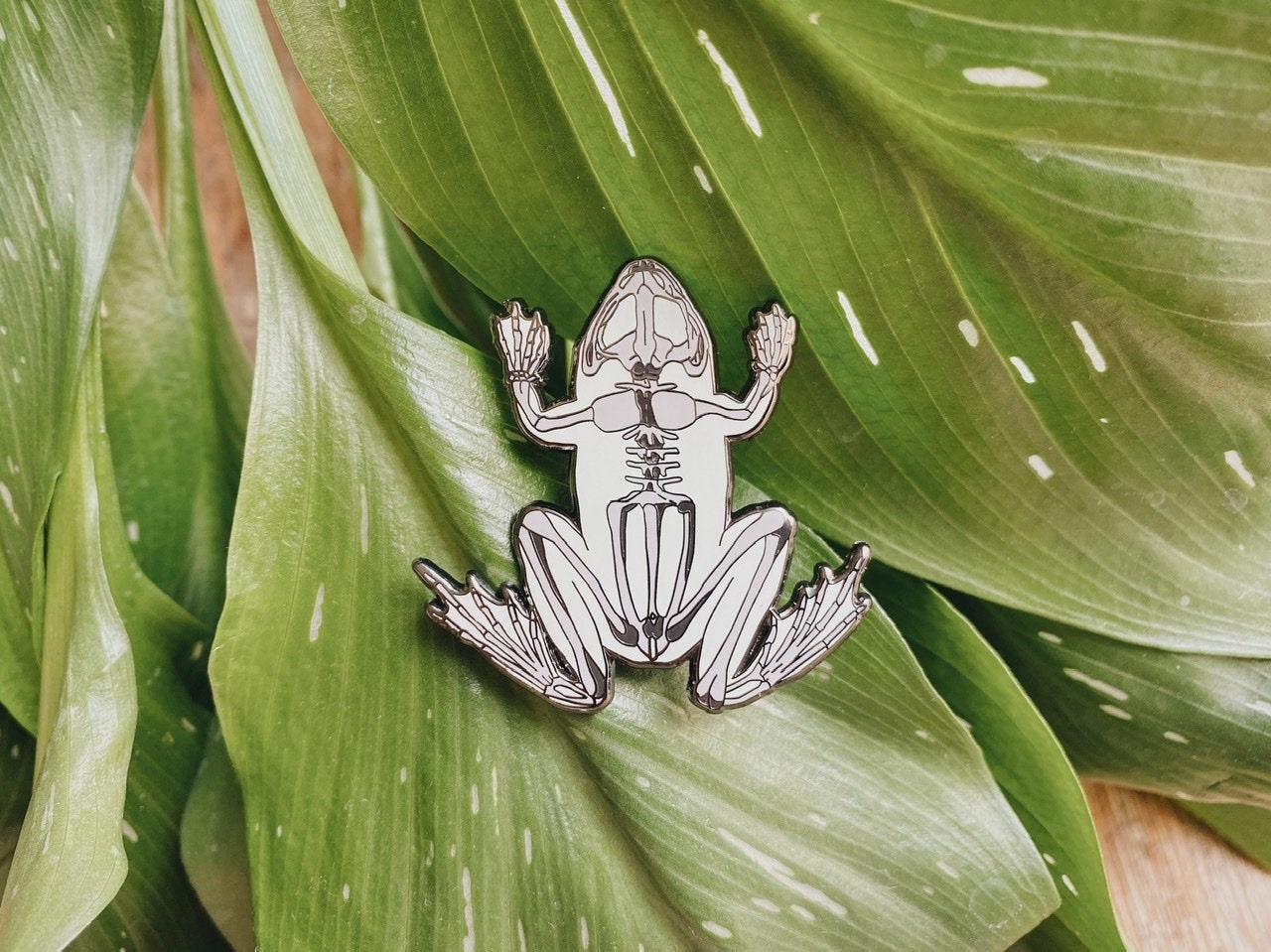 Green Frog Skeleton Enamel Pin Animal Anatomy Art Anatomical Etsy 日本