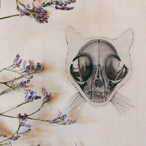 May include: A black and white drawing of a cat skull on a light beige background. The skull is detailed with teeth and eye sockets. A sprig of dried flowers is in the top left corner of the image.