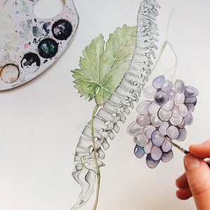 Op de afbeelding: Een aquarel schilderij van een menselijke wervelkolom met een wijnstok en druiven. De wervelkolom is wit en de wijnstok is groen. De druiven zijn paars en zijn geclusterd.