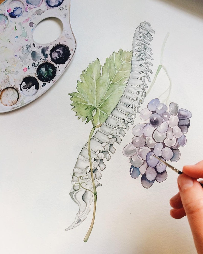 Op de afbeelding: Een aquarel schilderij van een menselijke wervelkolom met een wijnstok en druiven. De wervelkolom is wit en de wijnstok is groen. De druiven zijn paars en zijn geclusterd.