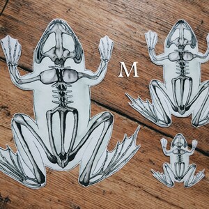 May include: Three frog skeletons in different sizes, labeled 'L', 'M', and 'S'. The skeletons are white with black outlines and are drawn on a wood background.
