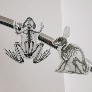 May include: Two anatomical illustrations of skeletons, a frog and a rabbit, are displayed on a silver metal surface. The frog is facing the viewer with its legs spread out, while the rabbit is sitting with its head turned to the side.
